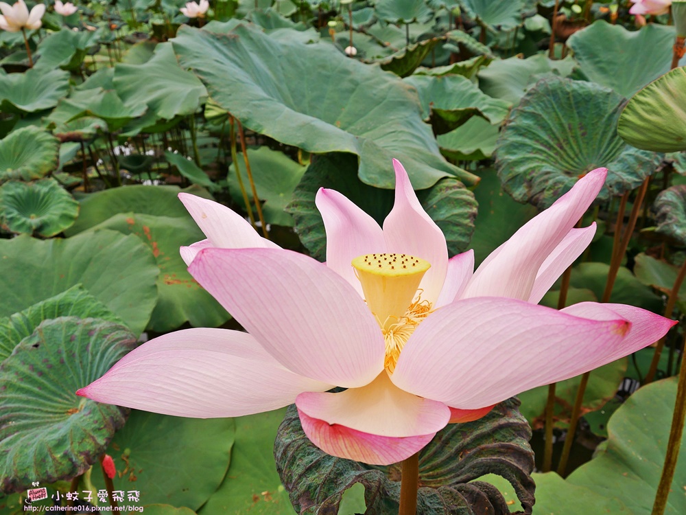 新北雙溪「雙溪逃跑趣」漫步上林荷花田、茶花莊、雙溪古厝、雙溪老街，盡情深呼吸放空 @小蚊子愛飛飛 litwenblog