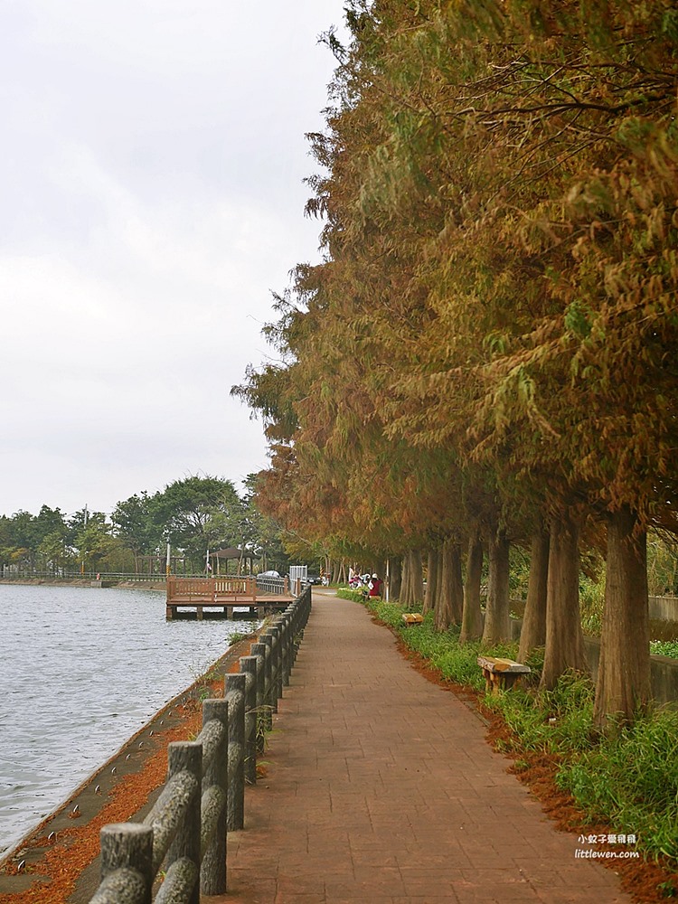 桃園落羽松景點～200年歷史八德霄裡大池落羽松環池步道