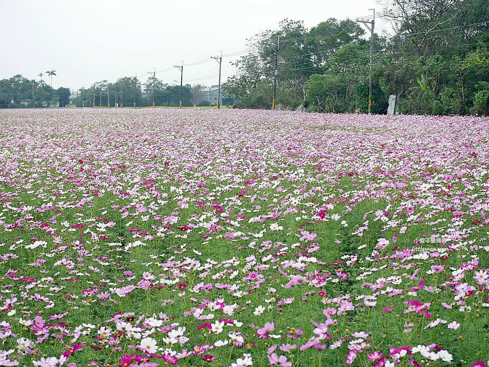 花蓮景點～新城鄉花海波斯菊向日葵綻放