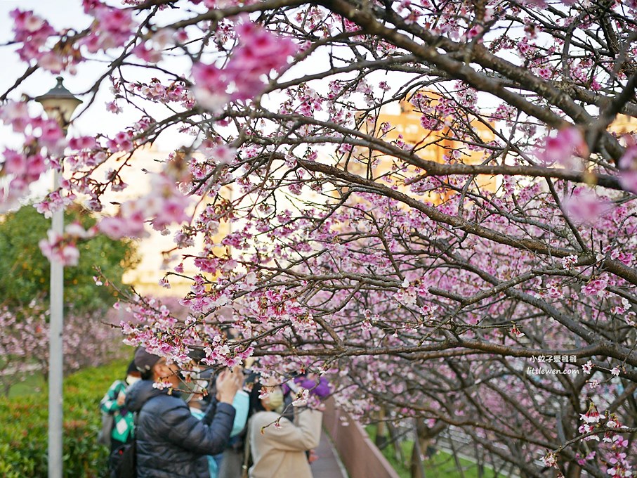 台北賞櫻景點～東湖櫻花林樂活公園樂活夜櫻季，樂康步道，內溝溪賞櫻步道