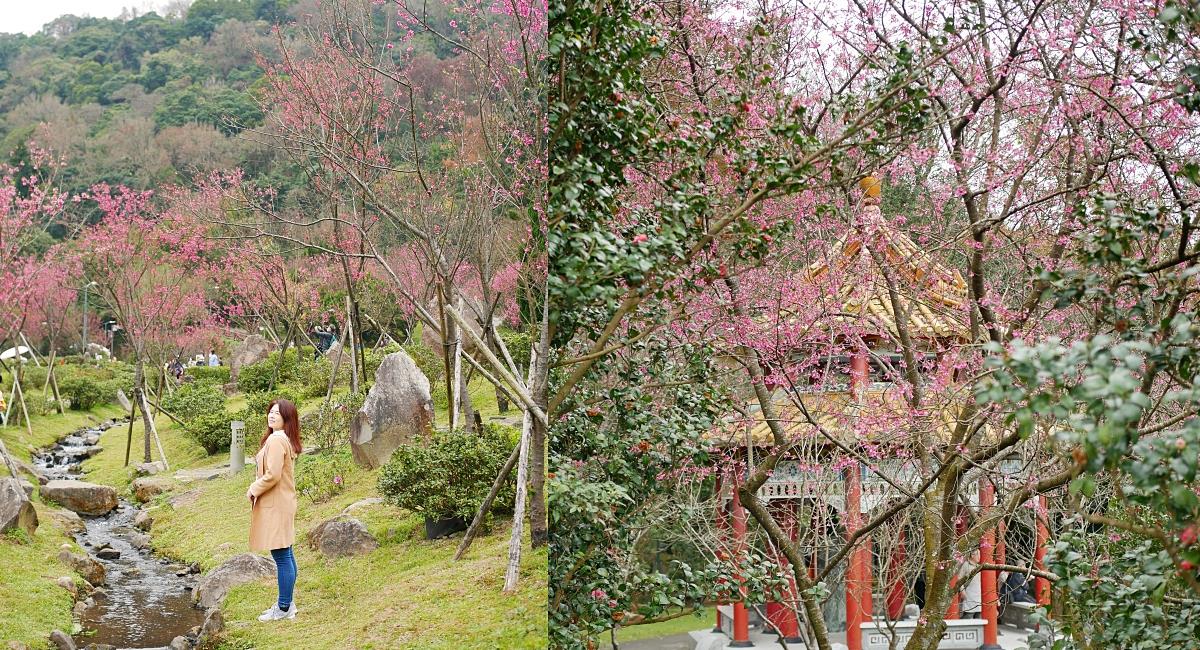 陽明山賞櫻景點～陽明山公園花鐘粉色櫻花林溪流網美必拍 @小蚊子愛飛飛