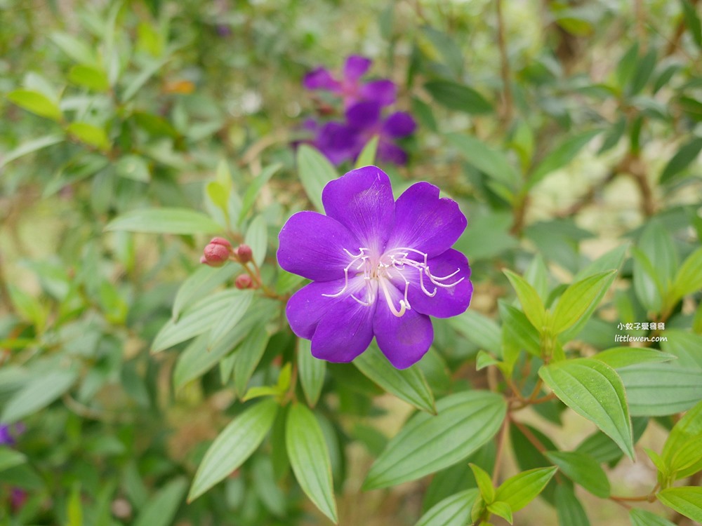 陽明山賞櫻景點～陽明山公園花鐘粉色櫻花林溪流網美必拍