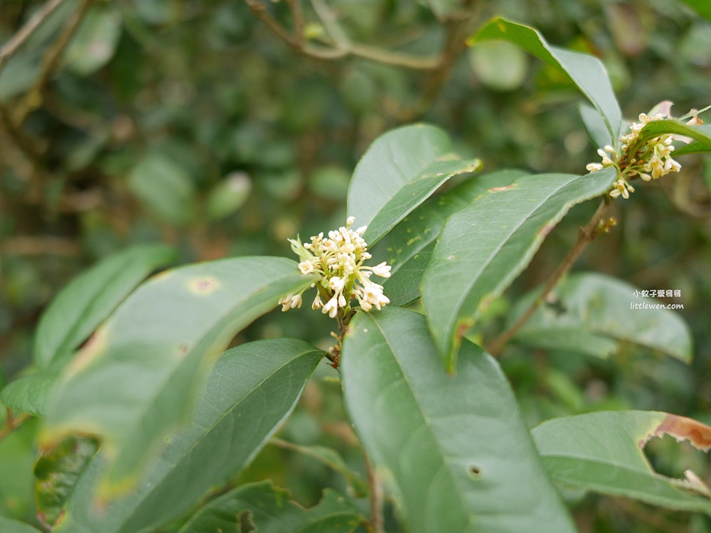 陽明山賞櫻景點～陽明山公園花鐘粉色櫻花林溪流網美必拍