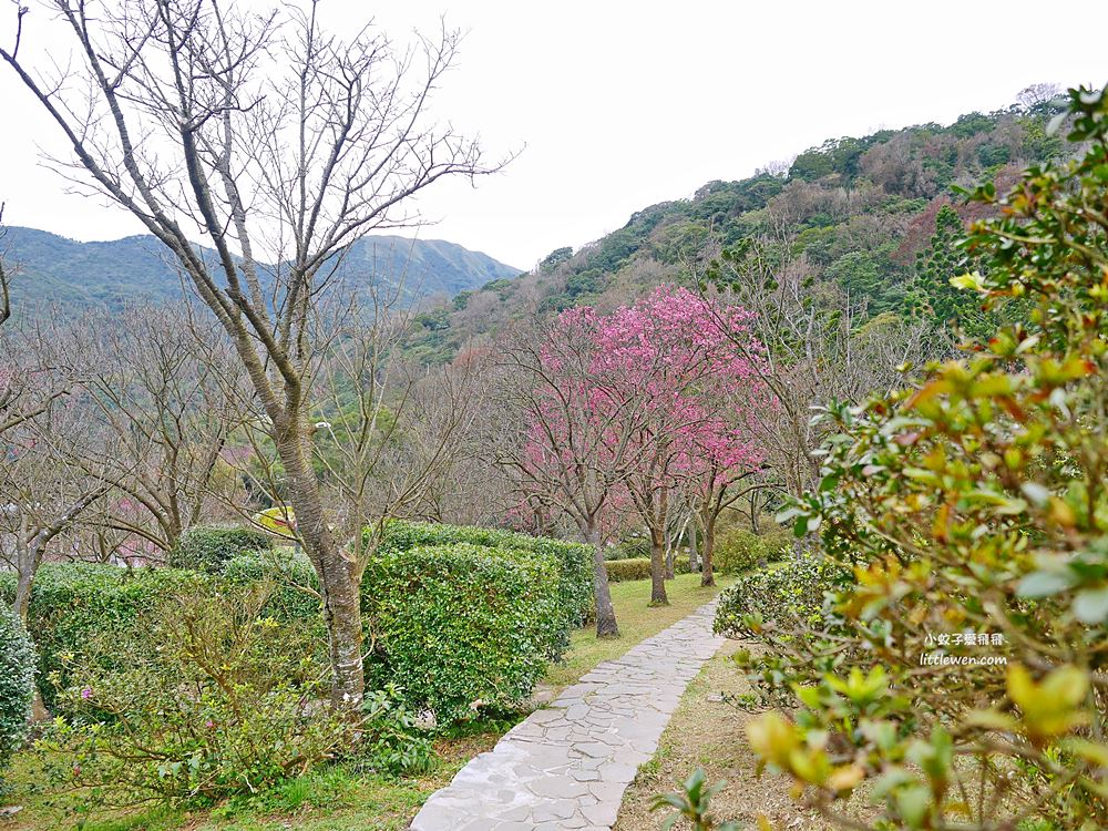 陽明山賞櫻景點～陽明山公園花鐘粉色櫻花林溪流網美必拍