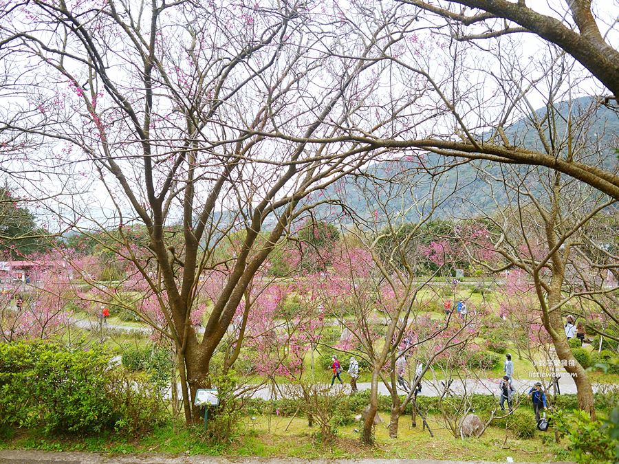 陽明山賞櫻景點～陽明山公園花鐘粉色櫻花林溪流網美必拍