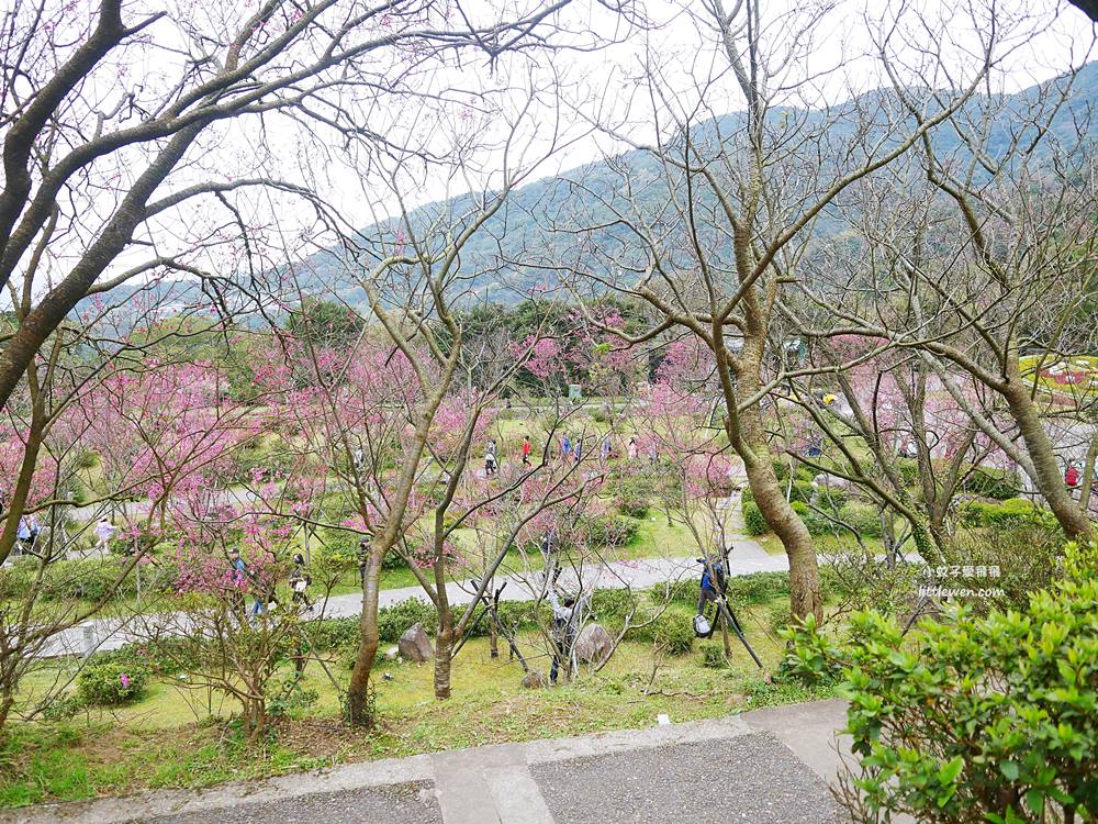 陽明山賞櫻景點～陽明山公園花鐘粉色櫻花林溪流網美必拍