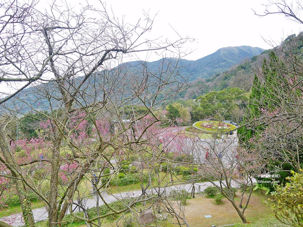 陽明山賞櫻景點～陽明山公園花鐘粉色櫻花林溪流網美必拍