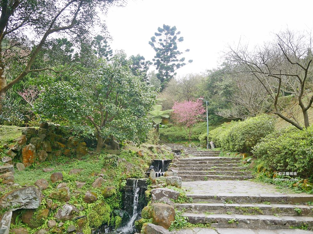 陽明山賞櫻景點～陽明山公園花鐘粉色櫻花林溪流網美必拍