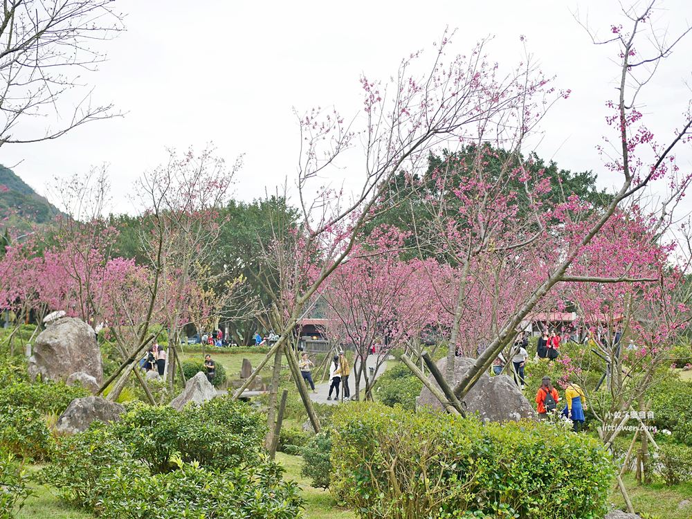 陽明山賞櫻景點～陽明山公園花鐘粉色櫻花林溪流網美必拍