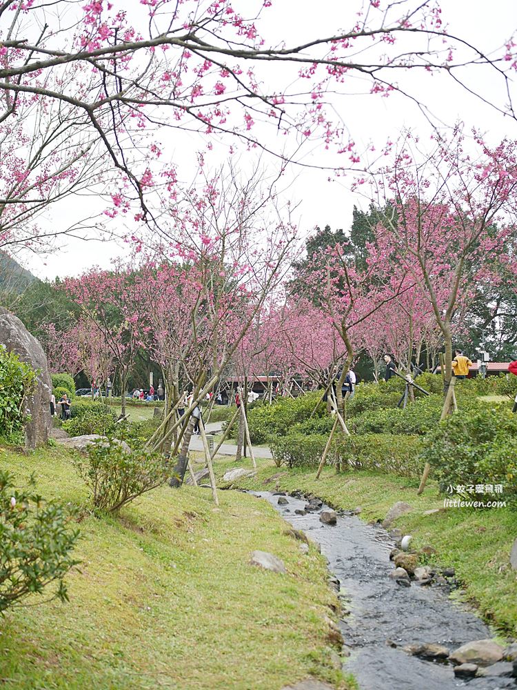 陽明山賞櫻景點～陽明山公園花鐘粉色櫻花林溪流網美必拍