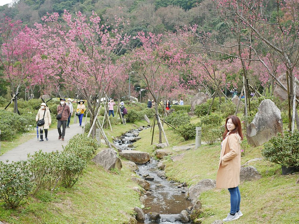 陽明山賞櫻景點～陽明山公園花鐘粉色櫻花林溪流網美必拍