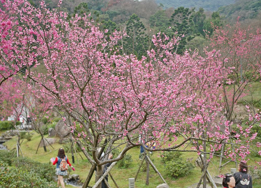 陽明山賞櫻景點～陽明山公園花鐘粉色櫻花林溪流網美必拍