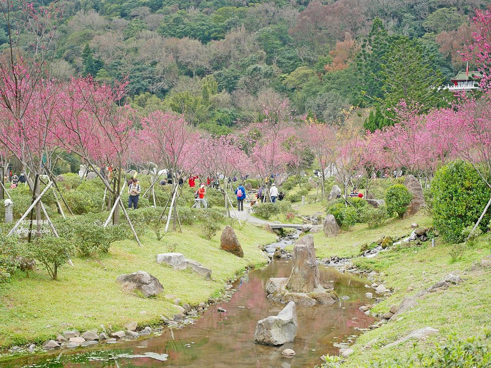 陽明山賞櫻景點～陽明山公園花鐘粉色櫻花林溪流網美必拍