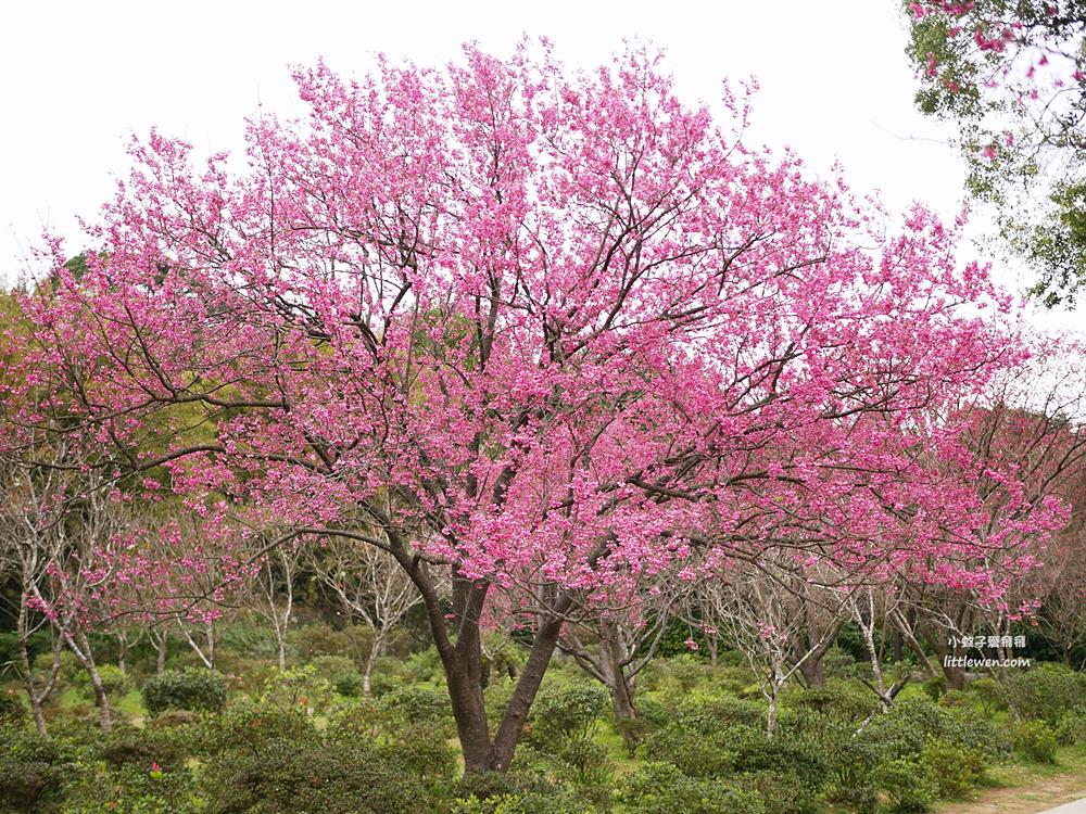 陽明山賞櫻景點「花卉試驗中心」櫻花茶花鬱金香目不暇給