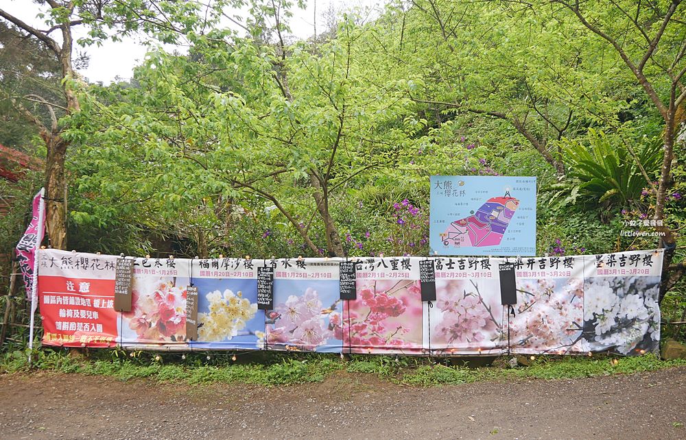 三峽賞櫻景點～大熊櫻花林900棵吉野櫻炸開超壯觀
