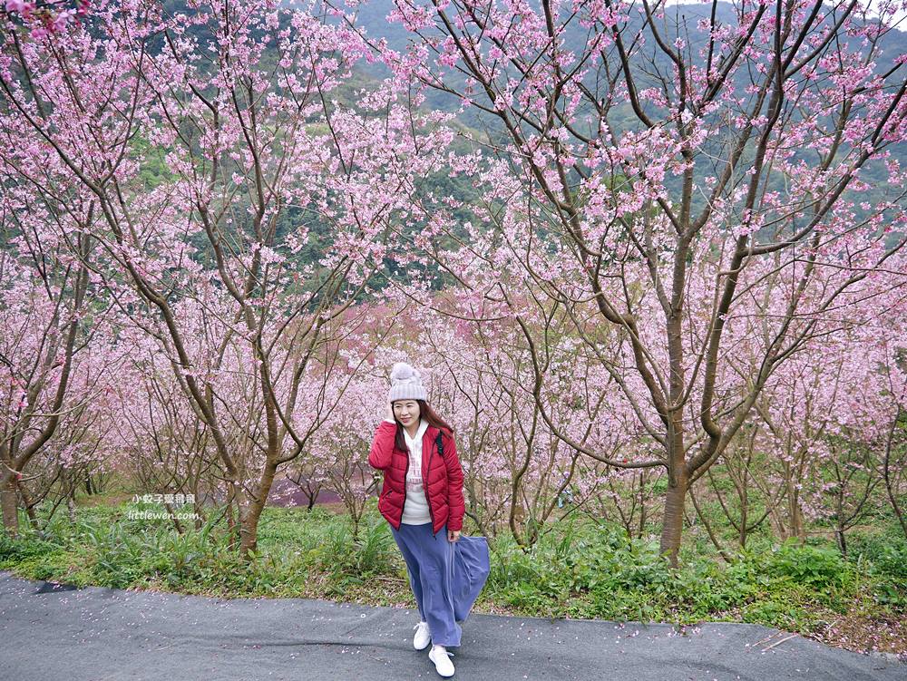 三峽賞櫻景點～大熊櫻花林900棵吉野櫻炸開超壯觀