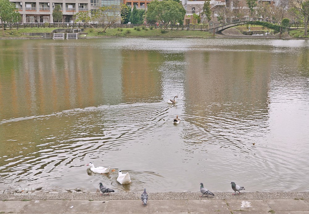 三峽賞櫻秘境｜三峽北大櫻花～臺北大學鳶飛大道、心湖櫻花林吉野櫻富士櫻河津櫻