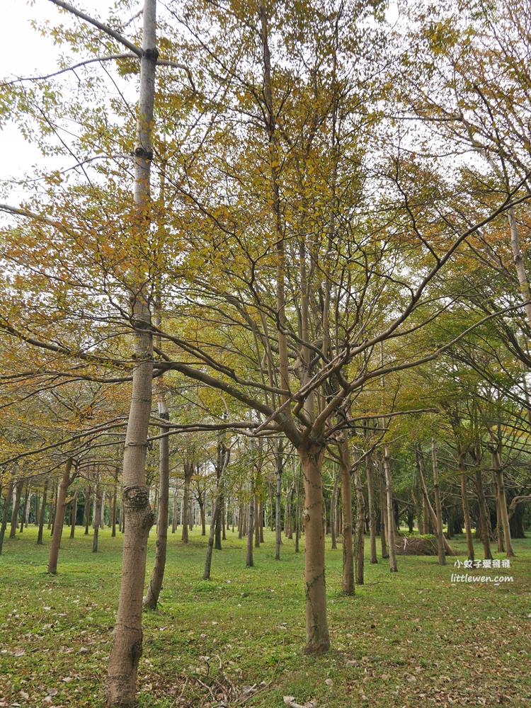 三峽賞櫻秘境｜三峽北大櫻花～臺北大學鳶飛大道、心湖櫻花林吉野櫻富士櫻河津櫻