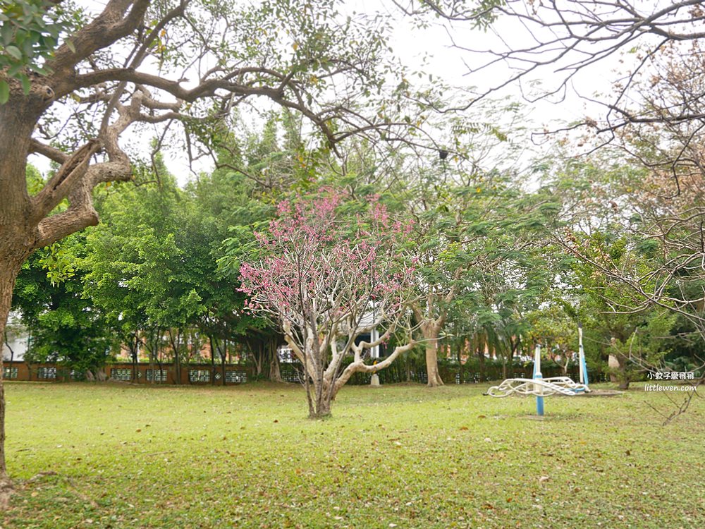 三峽賞櫻秘境｜三峽北大櫻花～臺北大學鳶飛大道、心湖櫻花林吉野櫻富士櫻河津櫻