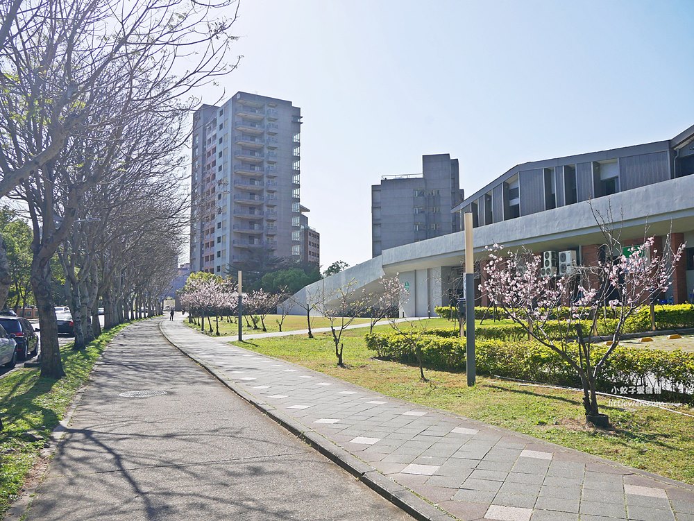 三峽賞櫻秘境｜三峽北大櫻花～臺北大學鳶飛大道、心湖櫻花林吉野櫻富士櫻河津櫻