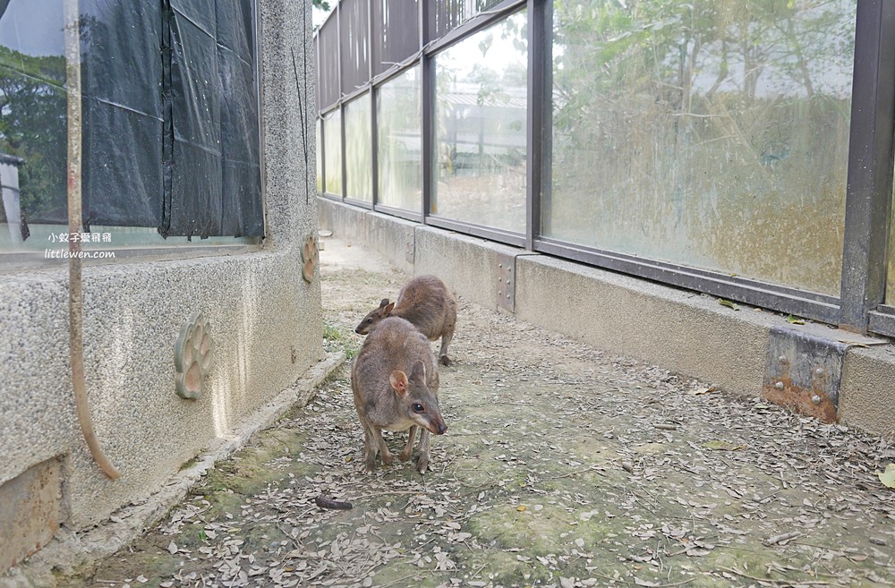 重新開幕高雄壽山動物園天空步道新亮點，交通票價園區介紹