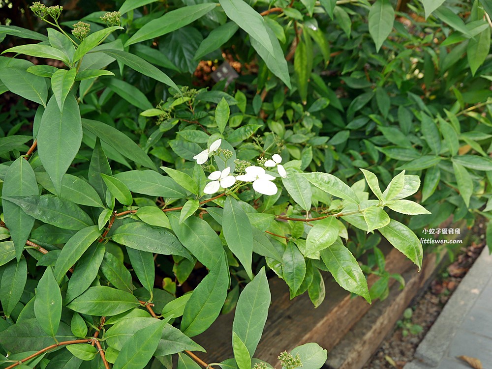 台北免費參觀「台北典藏植物園」種類最多展覽型植物溫室，多肉植物區好網美