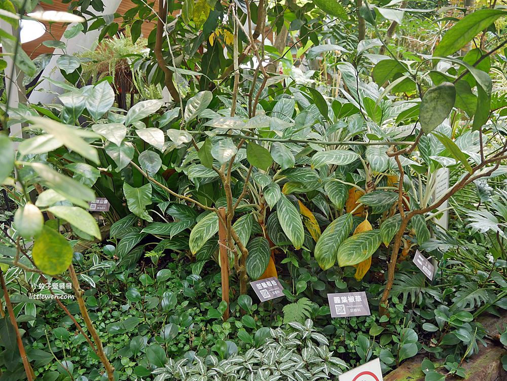 台北免費參觀「台北典藏植物園」種類最多展覽型植物溫室，多肉植物區好網美