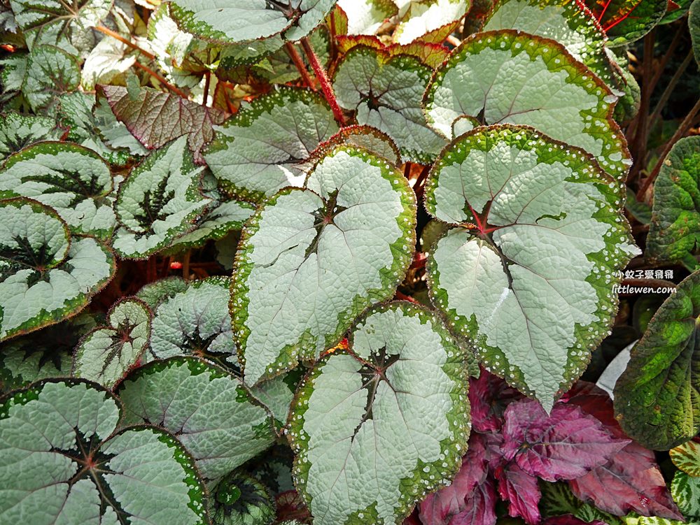 台北免費參觀「台北典藏植物園」種類最多展覽型植物溫室，多肉植物區好網美