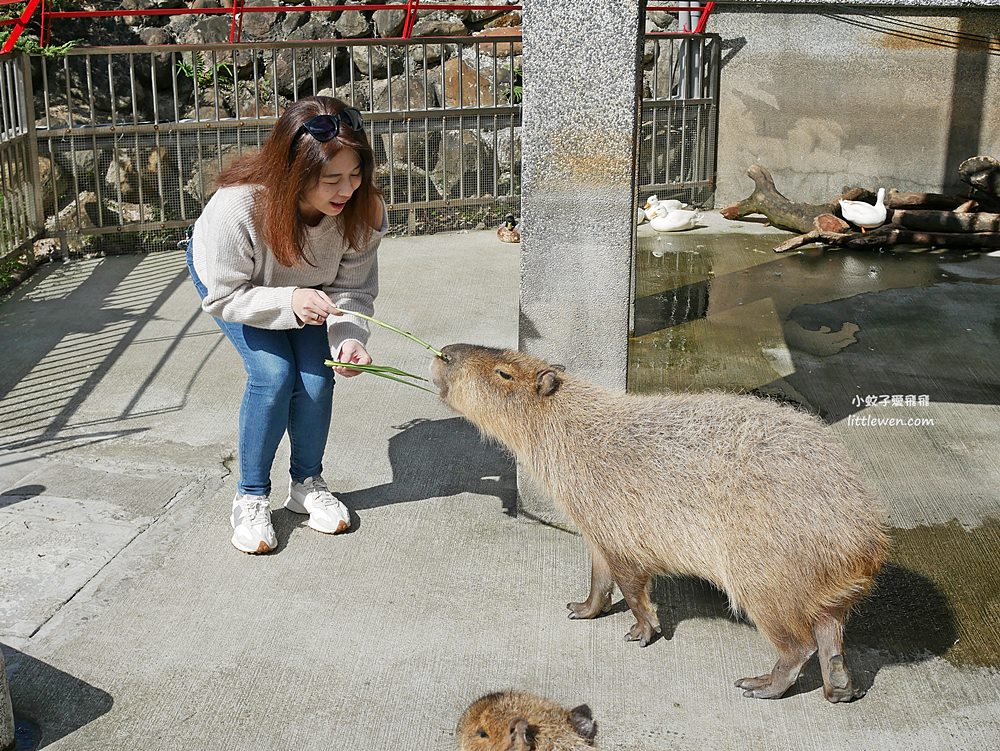 宜蘭綠舞國際觀光飯店 | 綠舞日式主題園區，海景房&浴衣體驗、水豚羊駝擼貓萌寵互動