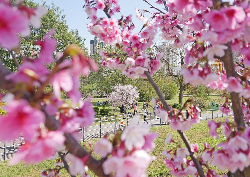 新北賞櫻景點「新店陽光運動公園櫻花」山櫻花河津櫻大道，散步野餐小朋友毛小孩放電