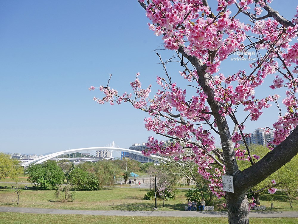 新北賞櫻景點「新店陽光運動公園櫻花」山櫻花河津櫻大道，散步野餐小朋友毛小孩放電