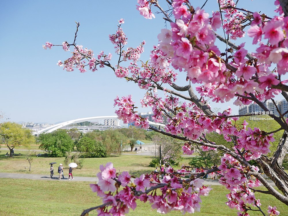 新北賞櫻景點「新店陽光運動公園櫻花」山櫻花河津櫻大道，散步野餐小朋友毛小孩放電