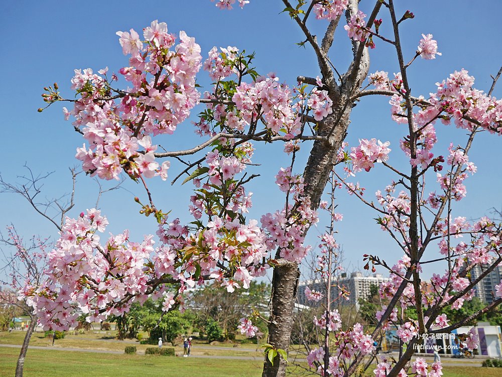 新北賞櫻景點「新店陽光運動公園櫻花」山櫻花河津櫻大道，散步野餐小朋友毛小孩放電