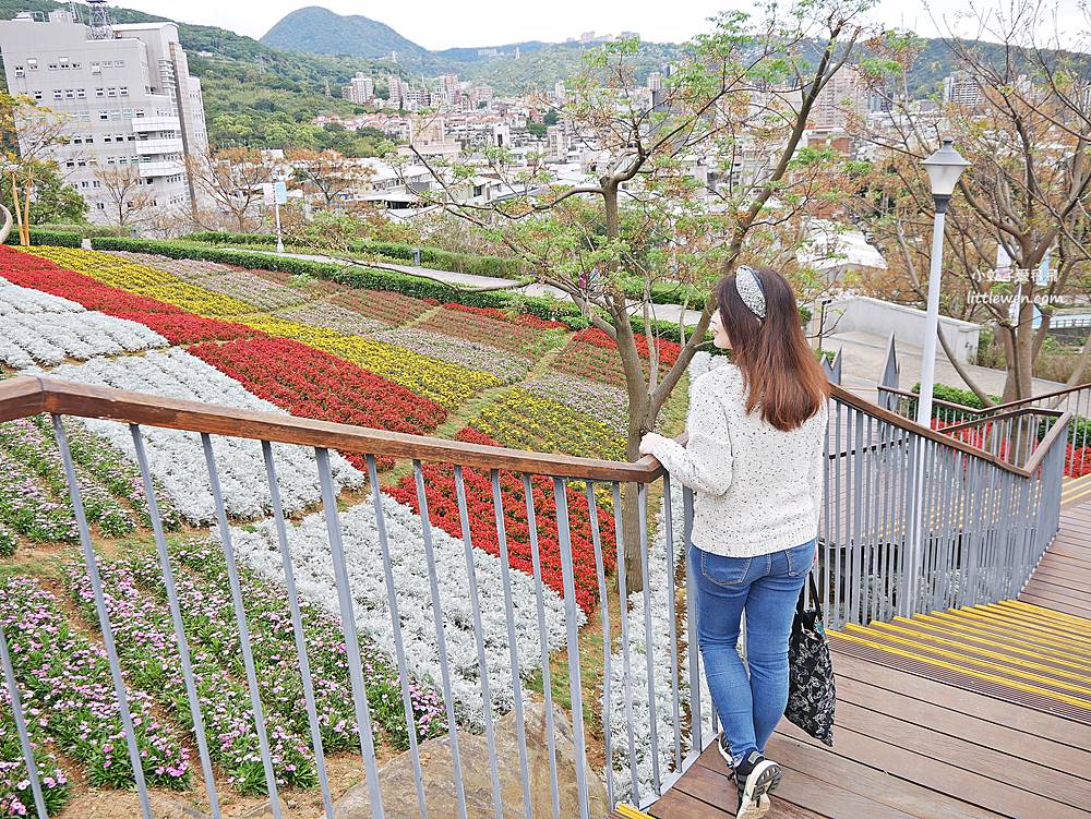 2024北投三層崎花海16000株層疊花毯&薰衣草田全數盛開