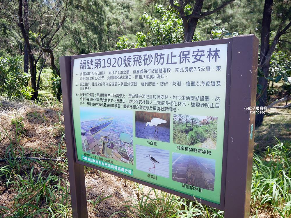 嘉義布袋好美寮自然保護區好美寮濕地，天空之鏡水漾森林體驗下海挖蛤蜊