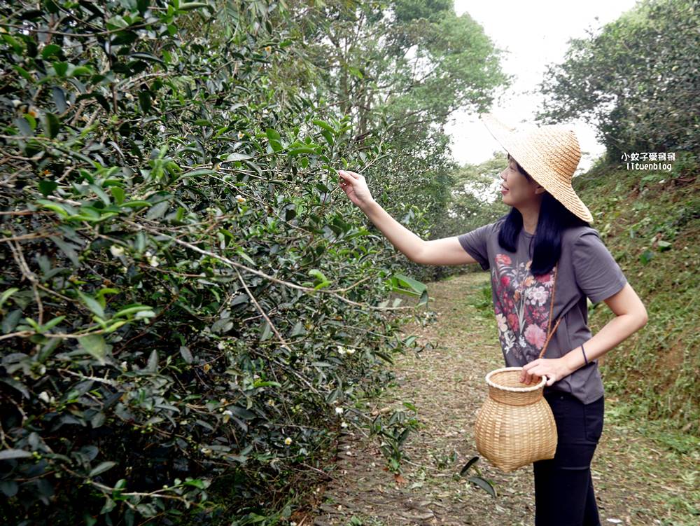 三峽景點一日遊~鳶山彩壁、谷芳有機茶園手作體驗、逛老街特色咖啡廳 三峽景點一日遊~鳶山彩壁、谷芳有機茶園手作體驗、逛老街特色咖啡廳