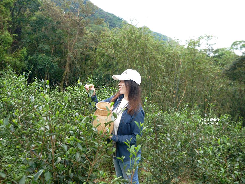 三峽景點一日遊~鳶山彩壁、谷芳有機茶園手作體驗、逛老街特色咖啡廳 三峽景點一日遊~鳶山彩壁、谷芳有機茶園手作體驗、逛老街特色咖啡廳