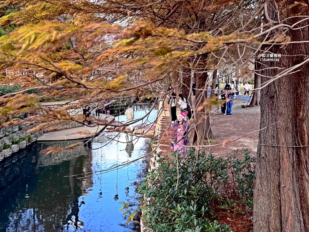 坐捷運就到!士林官邸公園落羽松林,冬季的唯美浪漫 坐捷運就到!士林官邸公園落羽松林,冬季的唯美浪漫