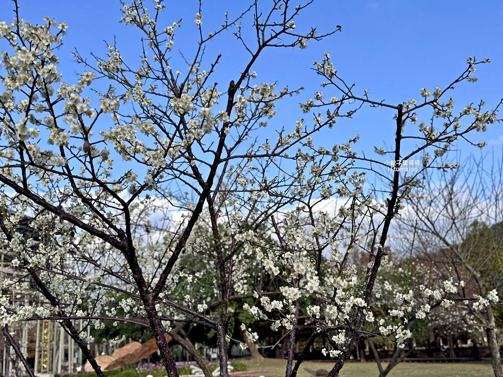 坐捷運就到！士林官邸公園落羽松林，冬季的唯美浪漫