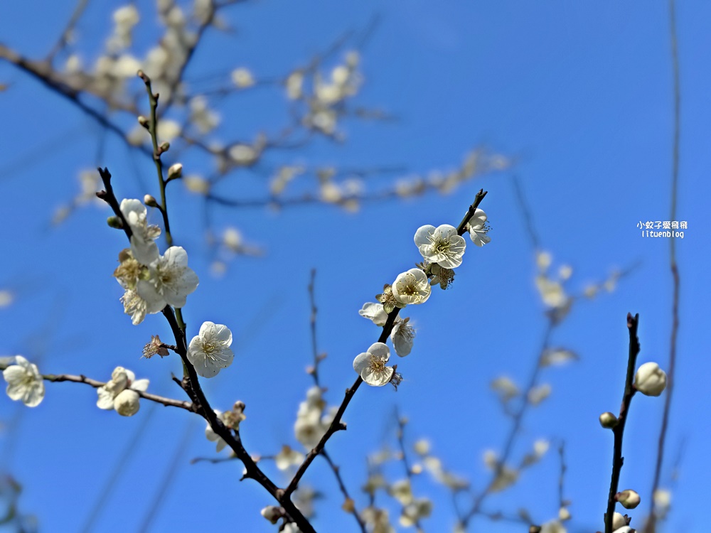 坐捷運就到!士林官邸公園落羽松林,冬季的唯美浪漫 坐捷運就到!士林官邸公園落羽松林,冬季的唯美浪漫