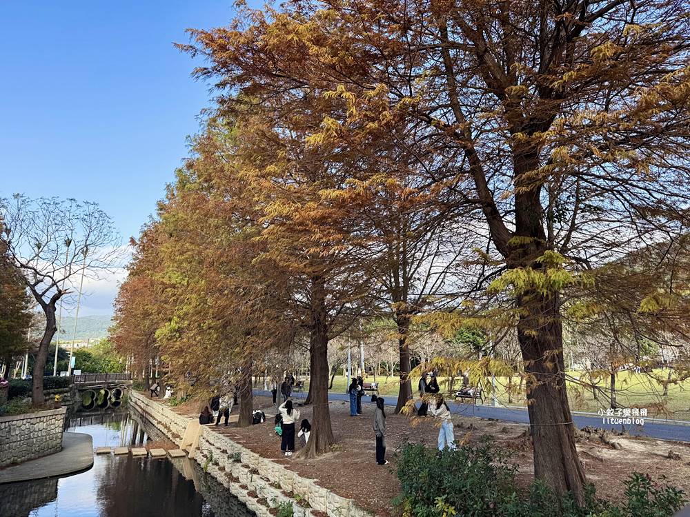 坐捷運就到!士林官邸公園落羽松林,冬季的唯美浪漫 坐捷運就到!士林官邸公園落羽松林,冬季的唯美浪漫