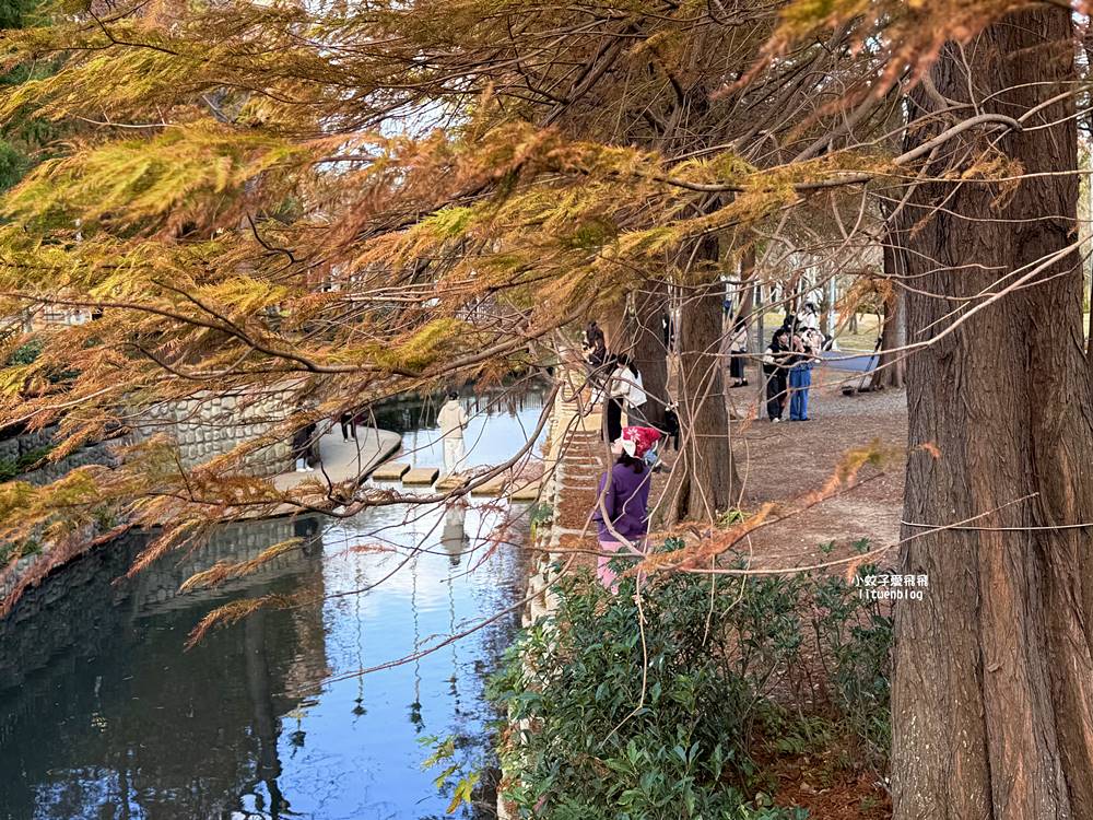 坐捷運就到！士林官邸公園落羽松林，冬季的唯美浪漫