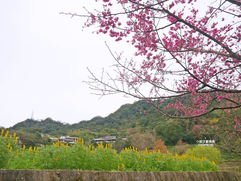 2026貓空魯冰花季開跑，花田金黃洋溢春意盎然