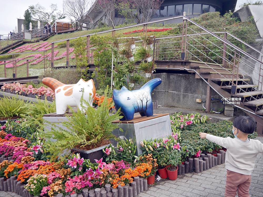 2026貓空魯冰花季開跑，花田金黃洋溢春意盎然