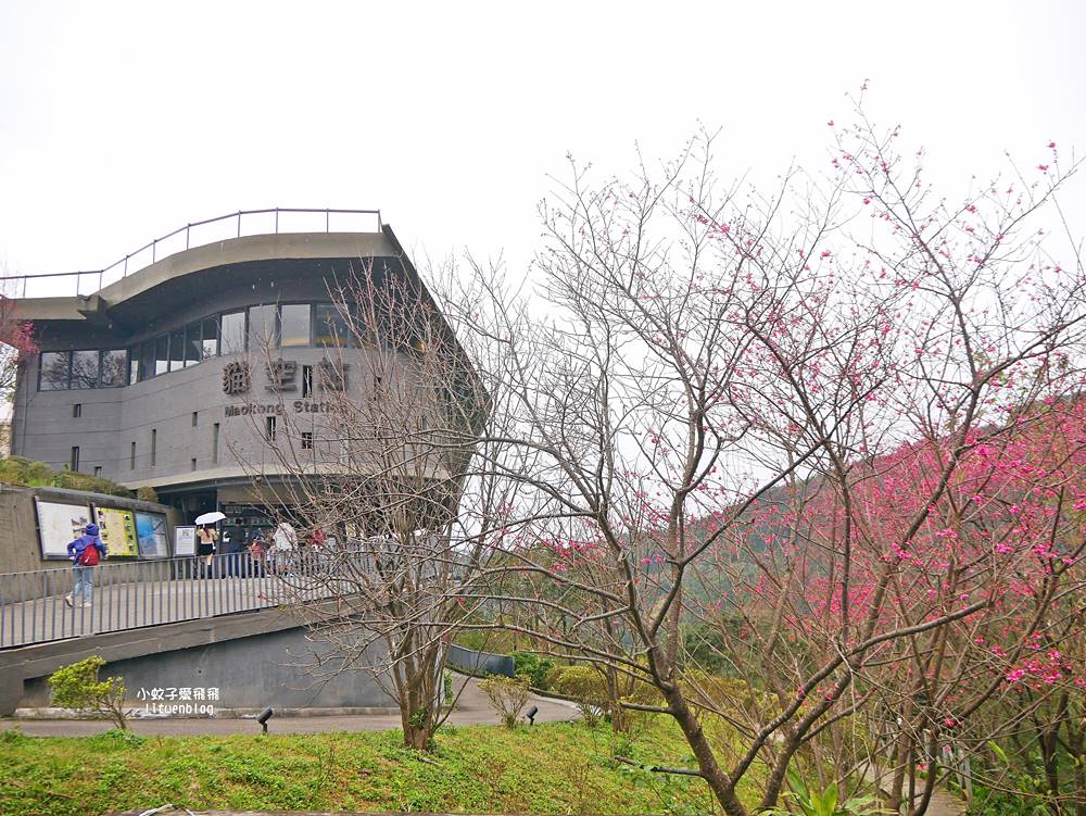 2026貓空魯冰花季開跑，花田金黃洋溢春意盎然