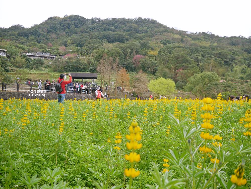 2026貓空魯冰花季開跑，花田金黃洋溢春意盎然