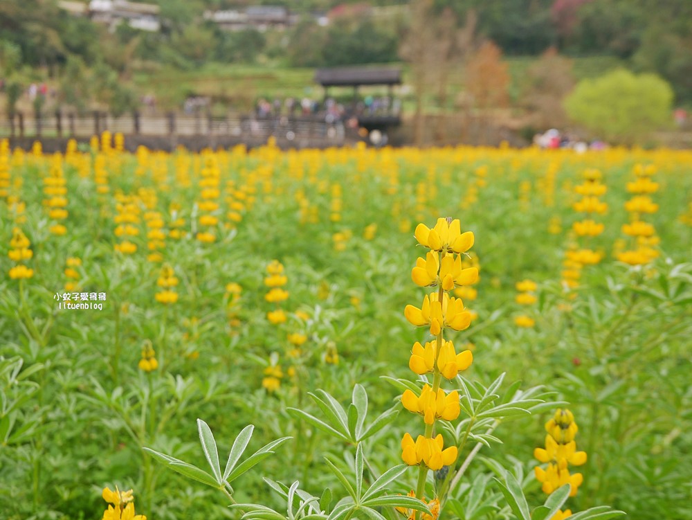 2026貓空魯冰花季開跑，花田金黃洋溢春意盎然