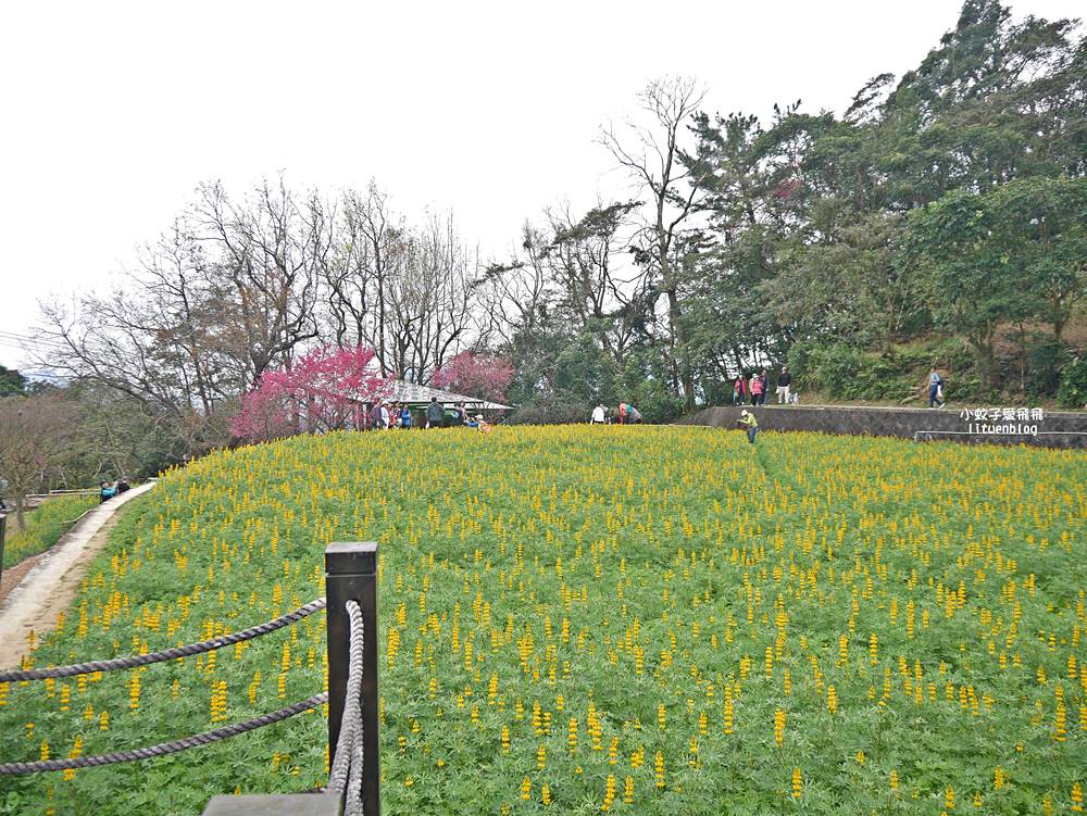 2026貓空魯冰花季開跑，花田金黃洋溢春意盎然