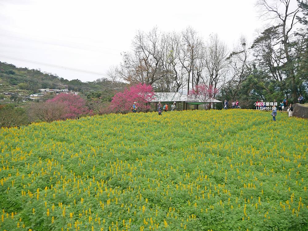 2026貓空魯冰花季開跑，花田金黃洋溢春意盎然