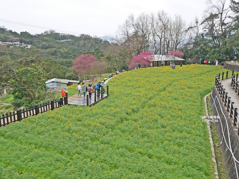 2026貓空魯冰花季開跑，花田金黃洋溢春意盎然